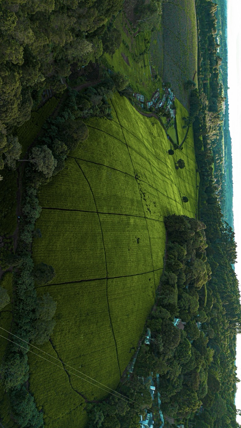 Aerial view of lush green Kenyan tea fields